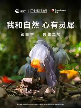 《心有灵犀4：共生之地》：一场关于生命互联的史诗，探寻人与自然的和谐共舞，揭示生态平衡的深层奥秘